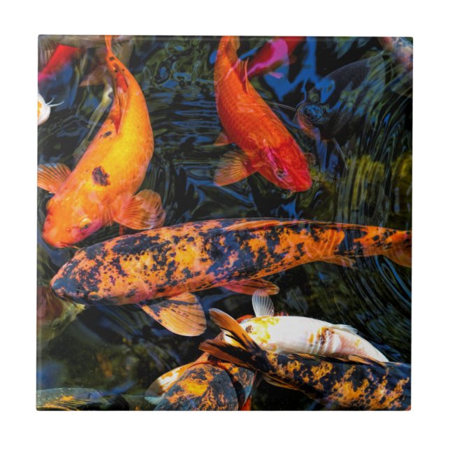 Japanese Koi - Cyprinus carpio haematopterus Tile (Front)
