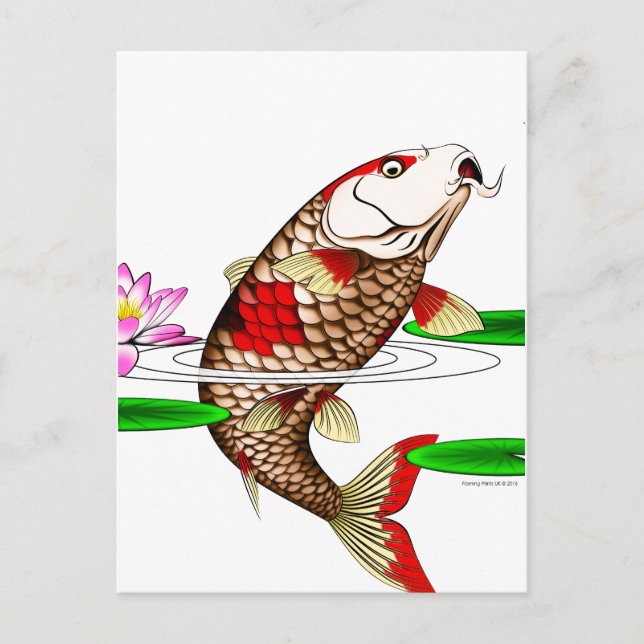 Japanese Koi Fish Carp Water Lily Postcard (Front)
