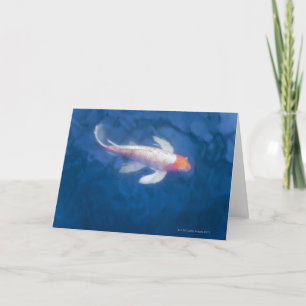 Japanese koi fish in pond, high angle view card