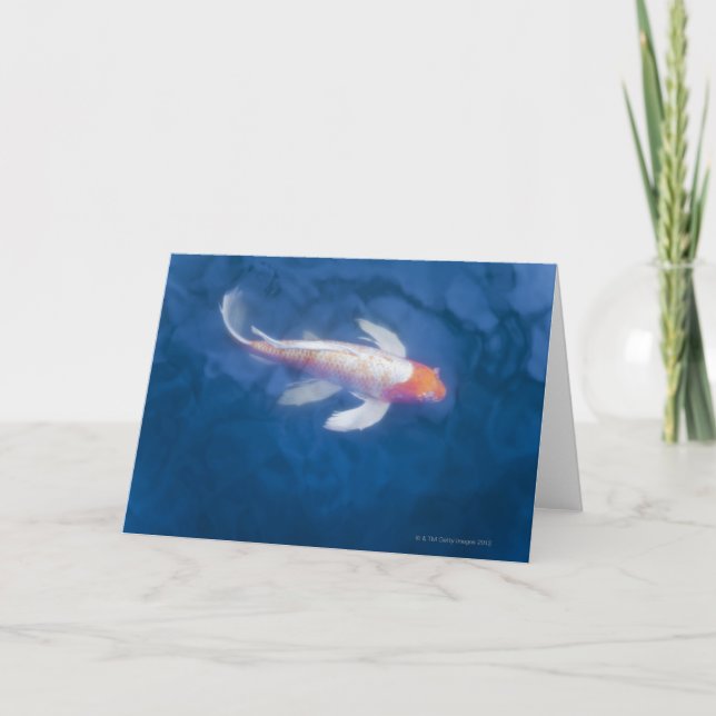 Japanese koi fish in pond, high angle view card (Front)