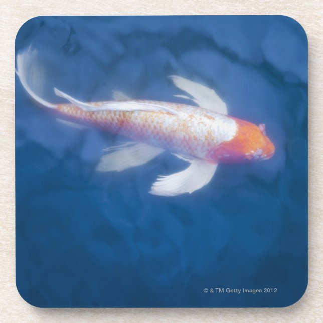Japanese koi fish in pond, high angle view coaster (Front)