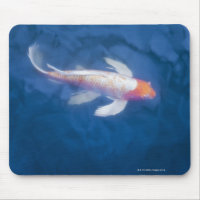Japanese koi fish in pond, high angle view