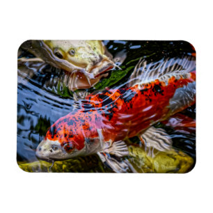 Japanese Koi Fish Pond Magnet