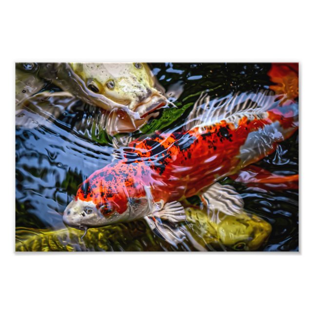 Japanese Koi Fish Pond Photo Print (Front)