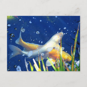 japanese koi in pond postcard
