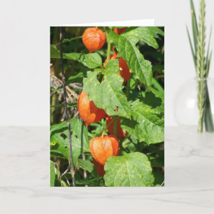 Japanese Lanterns Greeting Card (blank inside)