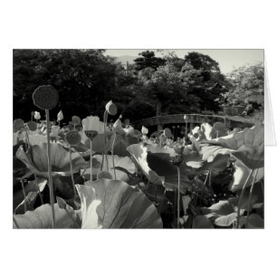 Japanese Lotus Pond Card