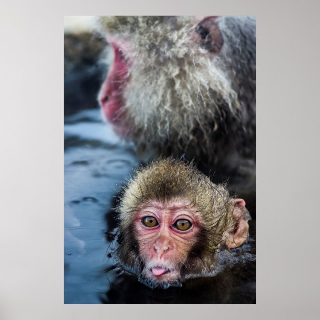 Japanese Macaque Baby Poster (Front)