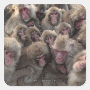 Japanese macaque (Macaca fuscata) huddled Square Sticker