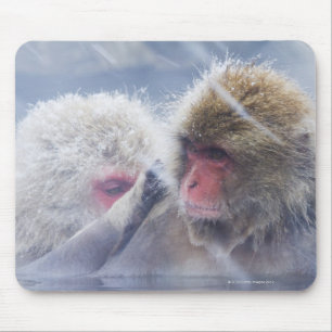 Japanese Macaques (Macaca fuscata) Grooming in Mouse Mat