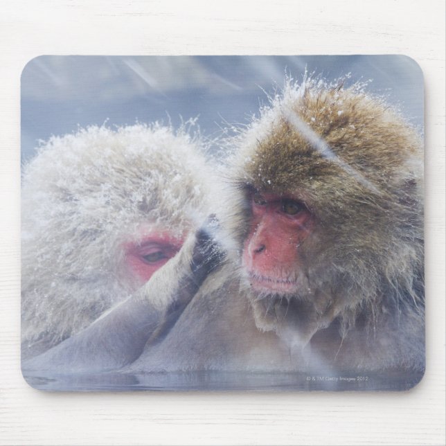 Japanese Macaques (Macaca fuscata) Grooming in Mouse Mat (Front)