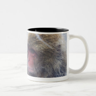 Japanese Macaques (Macaca fuscata) Grooming in Two-Tone Coffee Mug