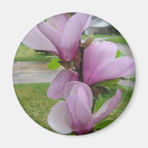 Japanese Magnolia Magnet