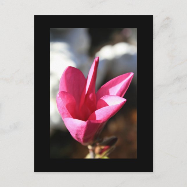 Japanese Magnolia Postcard (Front)