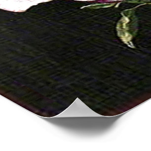 Japanese Magnolia Poster