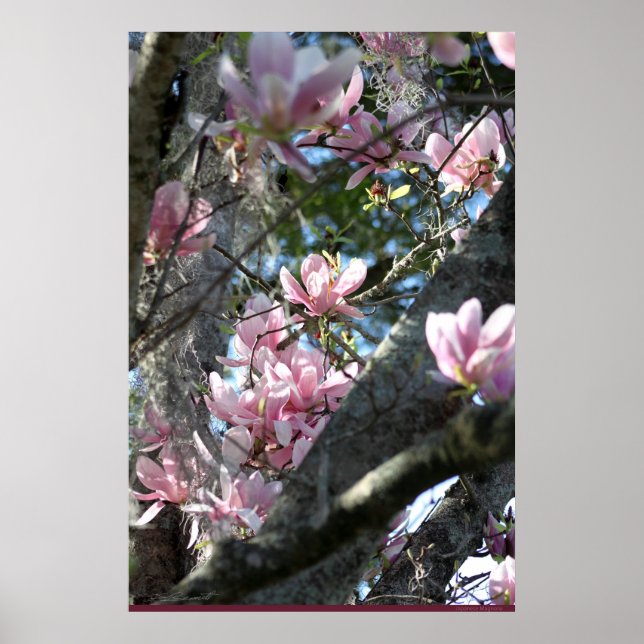 Japanese Magnolia Poster -24x36 -other sizes also (Front)