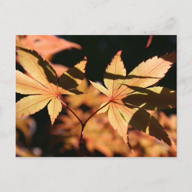 Japanese Maple 1 Autumn Colours Postcard (Front)