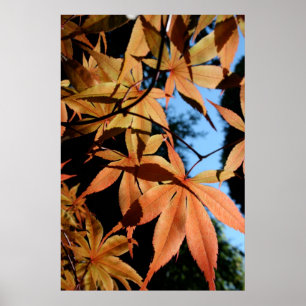 Japanese Maple (2) - Floral Photography Poster