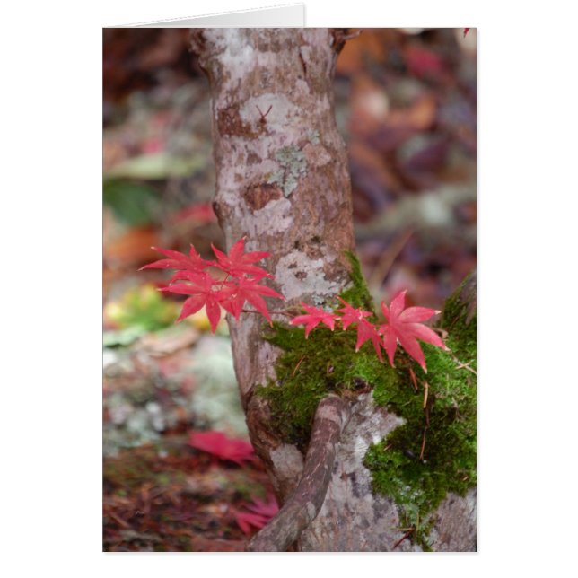 Japanese Maple and Moss (Front)