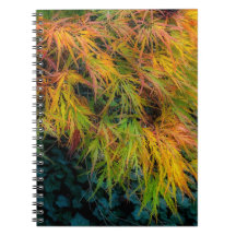 Japanese Maple Autumn Impressions