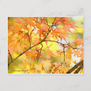 Japanese Maple: Autumn Leaves Postcard
