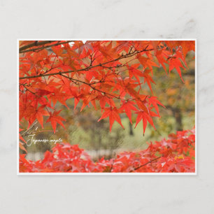 Japanese Maple: Autumn Leaves Postcard