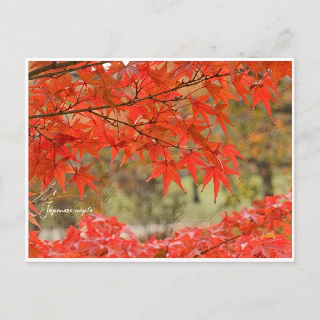Japanese Maple: Autumn Leaves Postcard (Front)