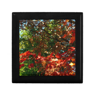 Japanese Maple, Autumn tree leaves Gift Box