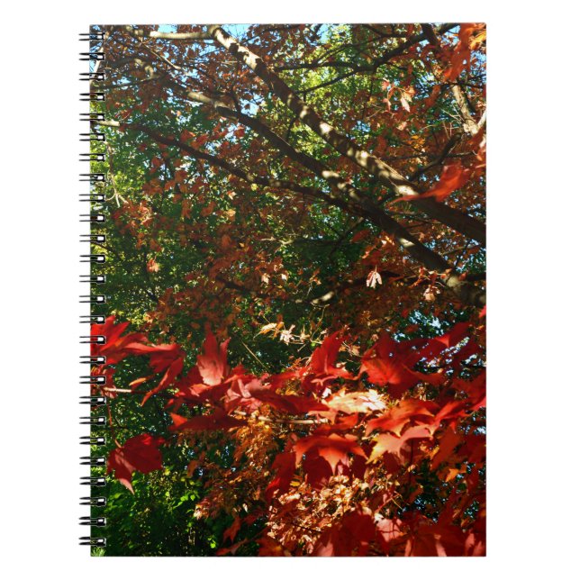 Japanese Maple, Autumn tree leaves Notebook (Front)