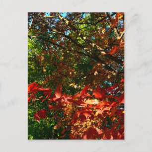 Japanese Maple, Autumn tree leaves Postcard