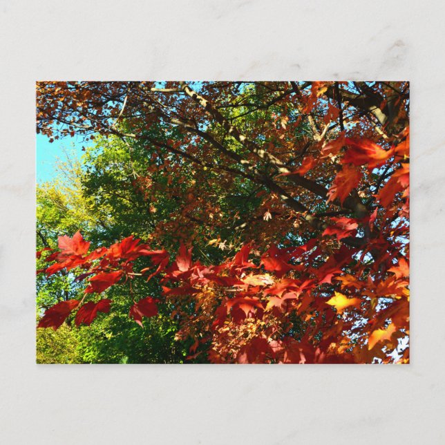 Japanese Maple, Autumn tree leaves Postcard (Front)