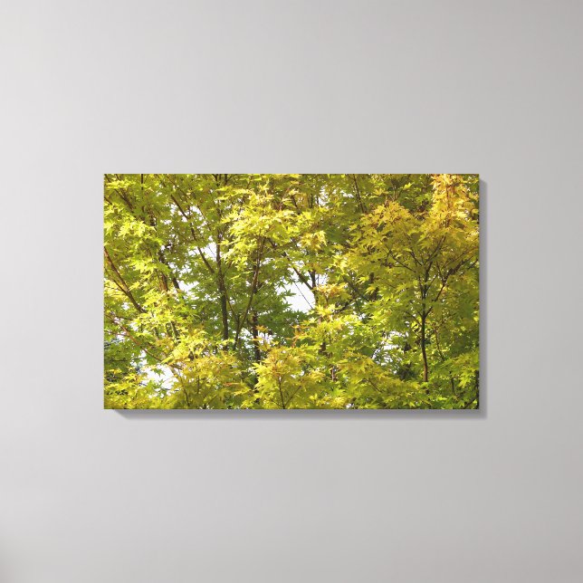 Japanese Maple in Autumn Canvas Print (Front)