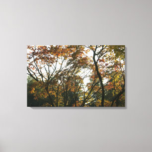 Japanese Maple in Autumn II Canvas Print