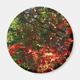 Japanese Maple in Autumn Magnet