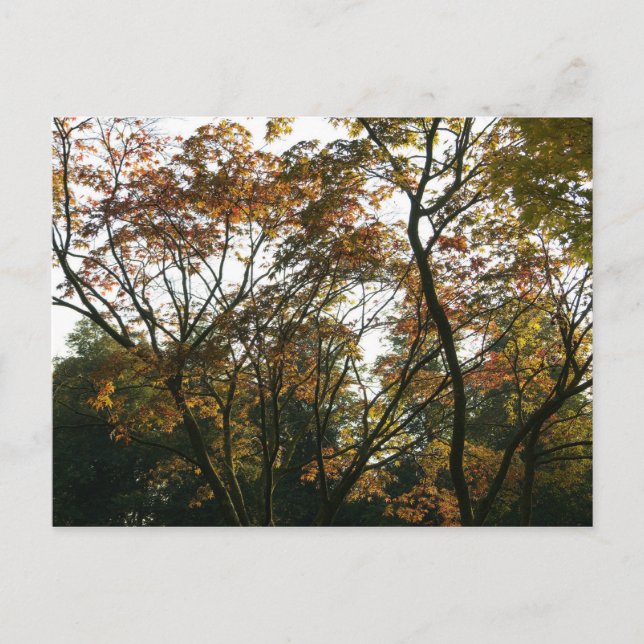 Japanese Maple in Autumn Postcard (Front)