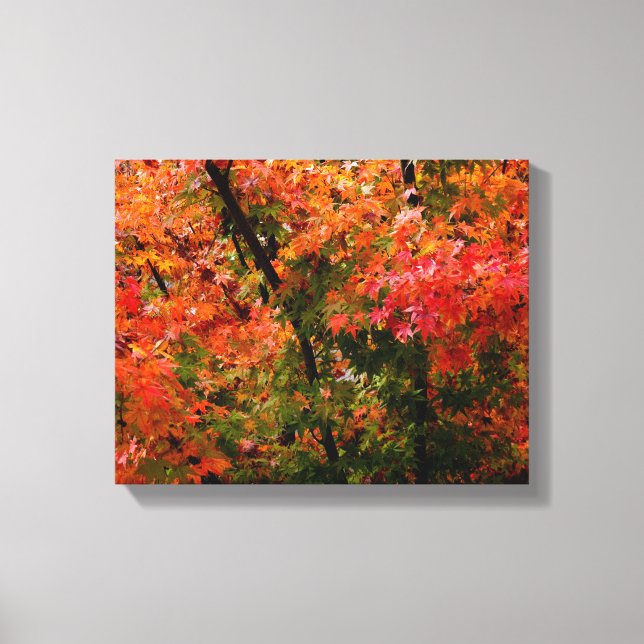 Japanese Maple in Fall Canvas Print (Front)