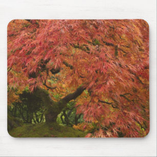 Japanese maple in fall color mouse mat
