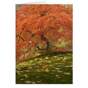 Japanese maple in fall colour