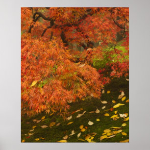 Japanese maple in fall colour 2 poster