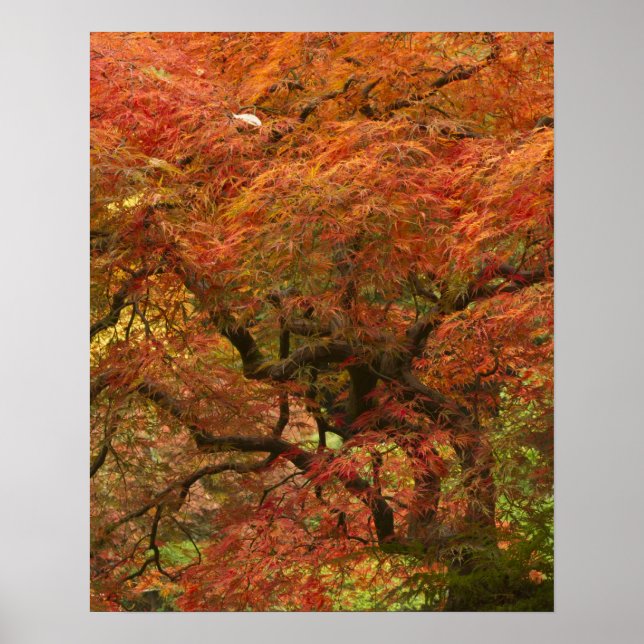 Japanese maple in fall colour 4 poster (Front)