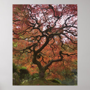 Japanese maple in fall colour 5 poster
