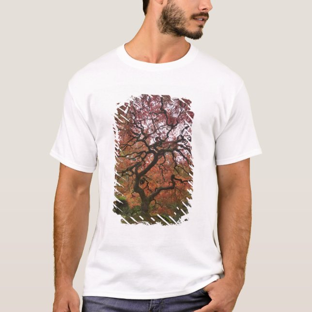 Japanese maple in fall colour 5 T-Shirt (Front)