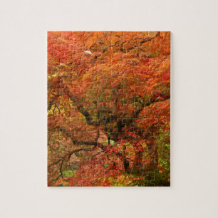 Japanese maple in fall colour jigsaw puzzle