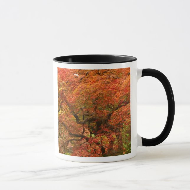 Japanese maple in fall colour mug (Right)