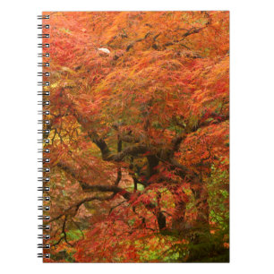 Japanese maple in fall colour notebook