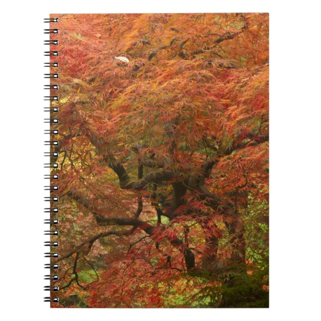 Japanese maple in fall colour notebook (Front)