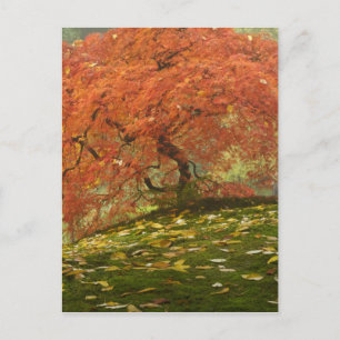 Japanese maple in fall colour postcard