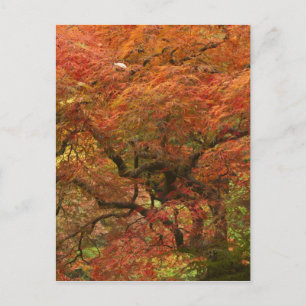 Japanese maple in fall colour postcard