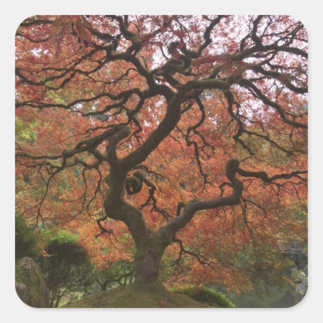 Japanese maple in fall colour square sticker (Front)