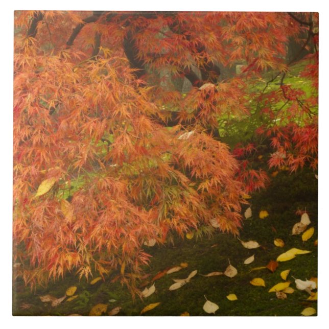 Japanese maple in fall colour tile (Front)